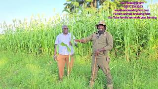 See How to mix the Ratio of different pastures for goats for better performance on zero grazing [upl. by Aihsetan684]