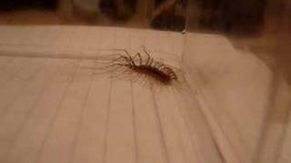 House centipede Scutigera coleoptrata [upl. by Airetas]