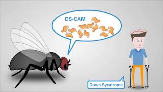 A molecular link between Down Syndrome and Fragile X Syndrome [upl. by Ssitnerp]