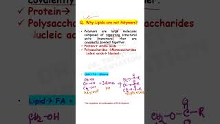 Why Lipids are not Polymers  Biomolecules class 11 Biology  NEET shorts [upl. by Switzer]