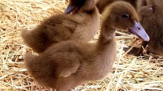 The Beginners Guide To Raising Ducklings Days 114 [upl. by Kavita916]