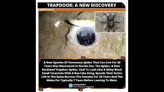 Trapdoor Spider A Venomous Species Discovery [upl. by Veats]