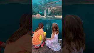 dolphin dolphins animals fish nature trending kidsfun kidsvideo familyvlog family [upl. by Rora]