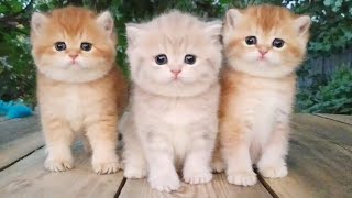 Three little Teddy kittens 😍 Cutest Baby British kittens [upl. by Saimon]