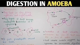 Digestion In Amoeba  Pseudopodia  Class 11 Biology [upl. by Iasi]