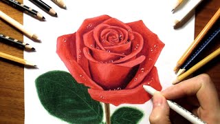 Drawing a Rose with Colored Pencils  Jasmina Susak [upl. by Carolin]