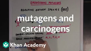 Mutagens and carcinogens  Biomolecules  MCAT  Khan Academy [upl. by Allsun]