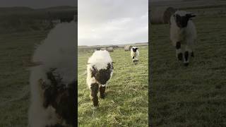 Valais Blacknose Sheep Running valaisblacknosesheep sheep [upl. by Nappy]