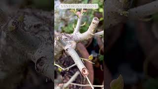 Ficus Rumphii Cutting  Bonsai Ttree  Sani Bonsai Zone music gardening garden [upl. by Blane]