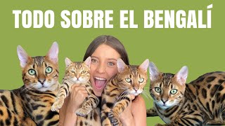 TODO SOBRE EL GATO BENGALÍ  Carácter Cuidados y Más  Lauvet [upl. by Lithea339]