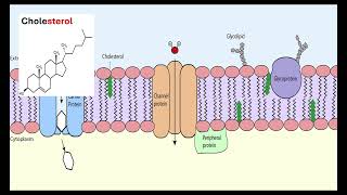 Membrane structure OCR A ALevel Biology Module 2 Foundation in Biology 215 Biological membranes [upl. by Cindi]