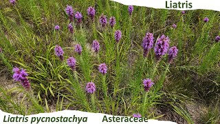 Prairie blazing star a beautiful herbaceous perennial native to central United States [upl. by Kcirb]