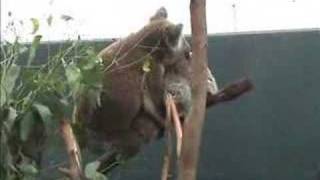 Mating Koalas [upl. by Sloan]