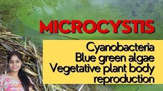 Microcystis  Thallus Structure  Reproduction  Blue Green Algae  Cyanobacteria neet botany bsc [upl. by Elehcar]