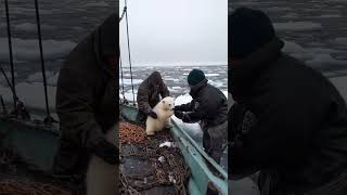 🐻‍❄️ Tiny Polar Bears Heartwarming Rescue 😍 PolarBearRescue WildlifeConservation ArcticAnimals [upl. by Ellenhoj]