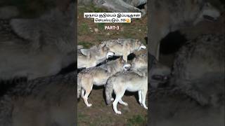 ஓநாய் குடும்பம் இப்படிதான் செயல்படும்🐺😲how wolfpack works wolfpack wolffacts tamil bioworld [upl. by Huldah]