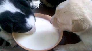 Perritos tomando la leche [upl. by Annaes501]