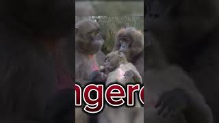 gelada baboon apes youtubeshorts ytshorts monkey facts [upl. by Gipps121]