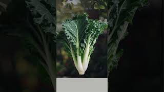 Plant Facts  Kale Brassica oleracea var sabellica [upl. by Edrea]