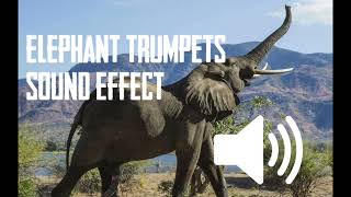 ELEPHANT TRUMPETS SOUND EFFECT ASMR  1 HOUR [upl. by Anrapa]