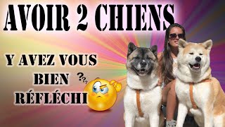 PRENDRE UN SECOND CHIEN  SECOND AKITA [upl. by Scheck]