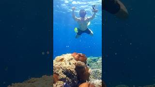 Observe the underwater beauty of menjanganisland bali  Let’s go snorkeling … divebali wisata [upl. by Emor]