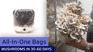 AllInOne Bags  Easiest Way To Grow Mushrooms [upl. by Flam]