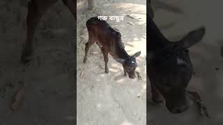 🐄🐄🐄 গরু বাছুর shortvideo foryou brahamanbaria chittagong [upl. by Pettit194]