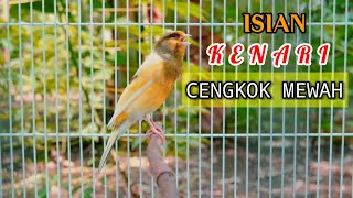 Isian Kenari Cengkok Mewah Paudan Dijamin Ikutan Bunyi Gacor CuitCuit [upl. by Sibel]