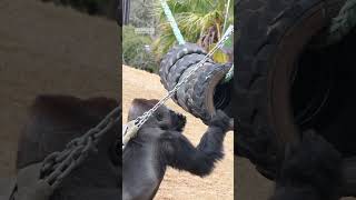 Gorilla goes nuts on peanut butter [upl. by Buck]