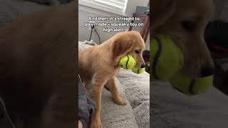 Subscribe for more of Mia 🐶🦴 goldenretriever goldenretrieverpuppy cutepuppy [upl. by Lafleur]