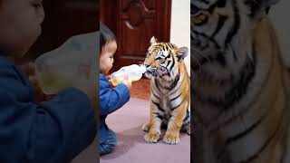 Baby feeds tiger milk [upl. by Adyeren]