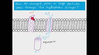 AS Biology  Diffusion vs Facilitated diffusion [upl. by Grof614]