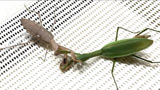 【カマキリ内戦】アフリカカマキリvs オオカマキリ Mantis civil war [upl. by Annwahs545]