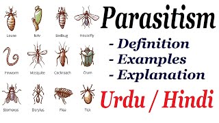 What is Parasitism Definition and Examples Urdu  Hindi [upl. by Gail11]