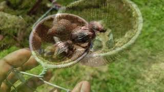 Bullfinch Chong breeding in Trinidad 2022 From eggs to singing Towa Towa Curio or Chong [upl. by Judah]