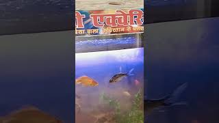 Aquarium fish imported koi orenda goldfish redcap short video [upl. by Nasus]