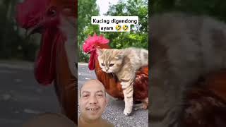 Viral  kucing digendong ayam funny cat chiken ngakak viralvideo [upl. by Fiester985]