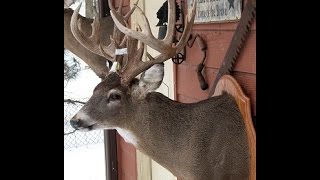 LARGE GAME TAXIDERMY  DEER  Video 3 of 16  FLESHING THE HEAD [upl. by Aanas144]