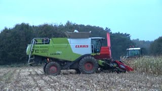 Maïs 2012  Claas Lexion met Geringhoff 9 rijer kolvenplukker  Fendt 936 met BLW carrier  Cat 920 [upl. by Everett]