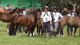 Credenciadora Mixta Cabaña Santa Ana Jura Morfológica Categoría Hembras [upl. by Garwin]