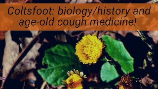 Coltsfoot Tussilago A cough med At first mistaken for a dandelion its not your average quotweed [upl. by Uyr]