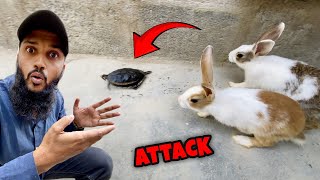 Rabbits ne turtle pa attack kardia 😱 Fahad Bhai Official [upl. by Etta]