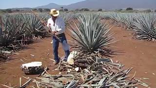 Agave Harvesting [upl. by Yesor]