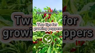 Two tips for growing peppers plants shortvideo youtubeshorts garden viralvideo agricultur [upl. by Eerehs360]