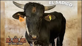 💥El Sadico es un Toro de OTRO NIVEL  rancho los Destructores de Memo Ocampo en Mompani Qro 2024 [upl. by Tressia687]