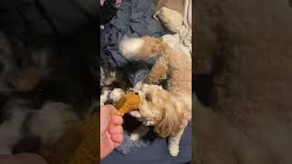 Cavapoo Puppies being silly 😅❤️ [upl. by Good]