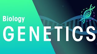 Genetics amp Cell Division Keyword Definitions  Genetics  Biology  FuseSchool [upl. by Arihaz986]