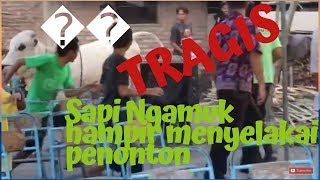 TRAGIS DI BAGIAN AKHIR Sapi Ngamuk hampir menyelakai penonton 😱😱😱 [upl. by Caprice]