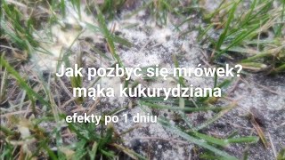 Mąka kukurydziana na mrówki  efekty po 1 dniu [upl. by Oicnedif19]